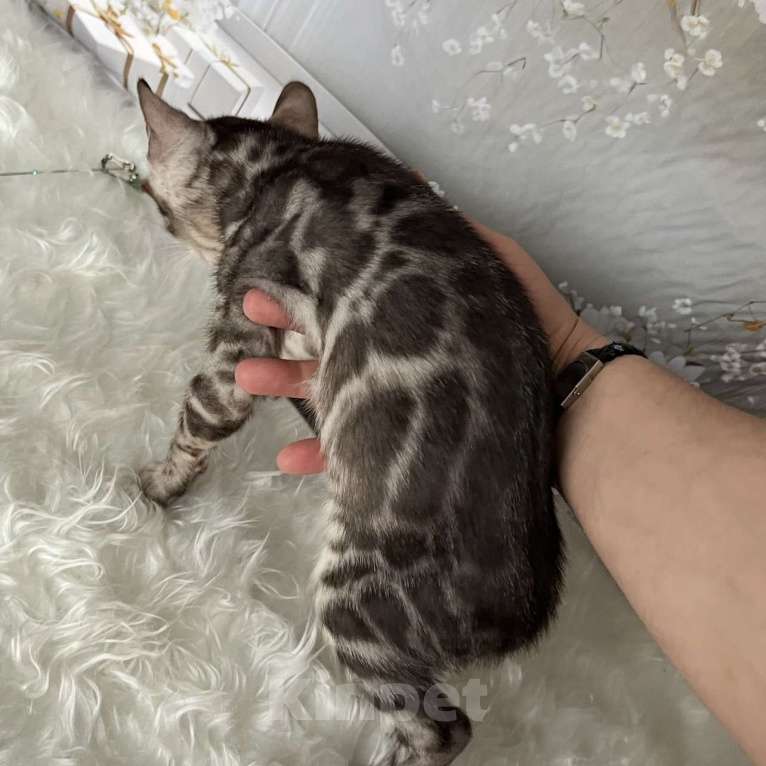 Кошки в Москве: Бенгальские котята серебро с родословной  Мальчик, Бесплатно - фото 5