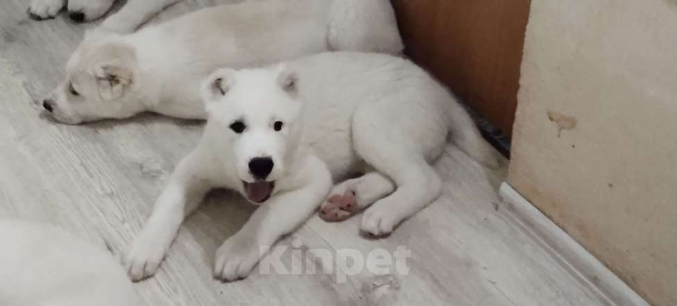 Собаки в Перми: Щенки САО  Мальчик, Бесплатно - фото 2