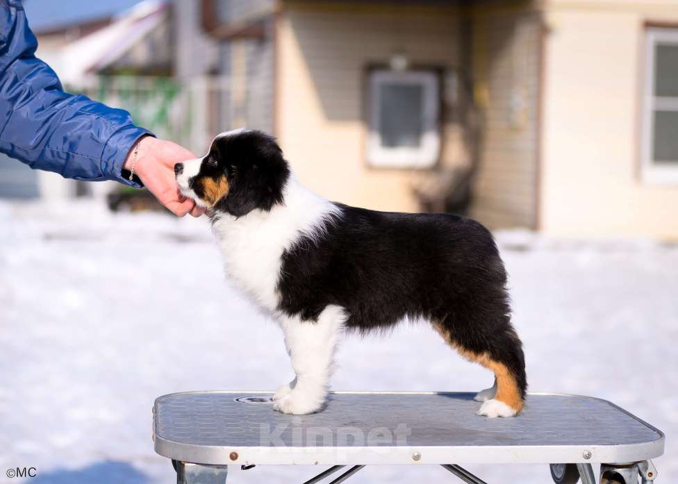 Собаки в других городах Московской области: Продается девочка миниаусси Девочка, 60 000 руб. - фото 2