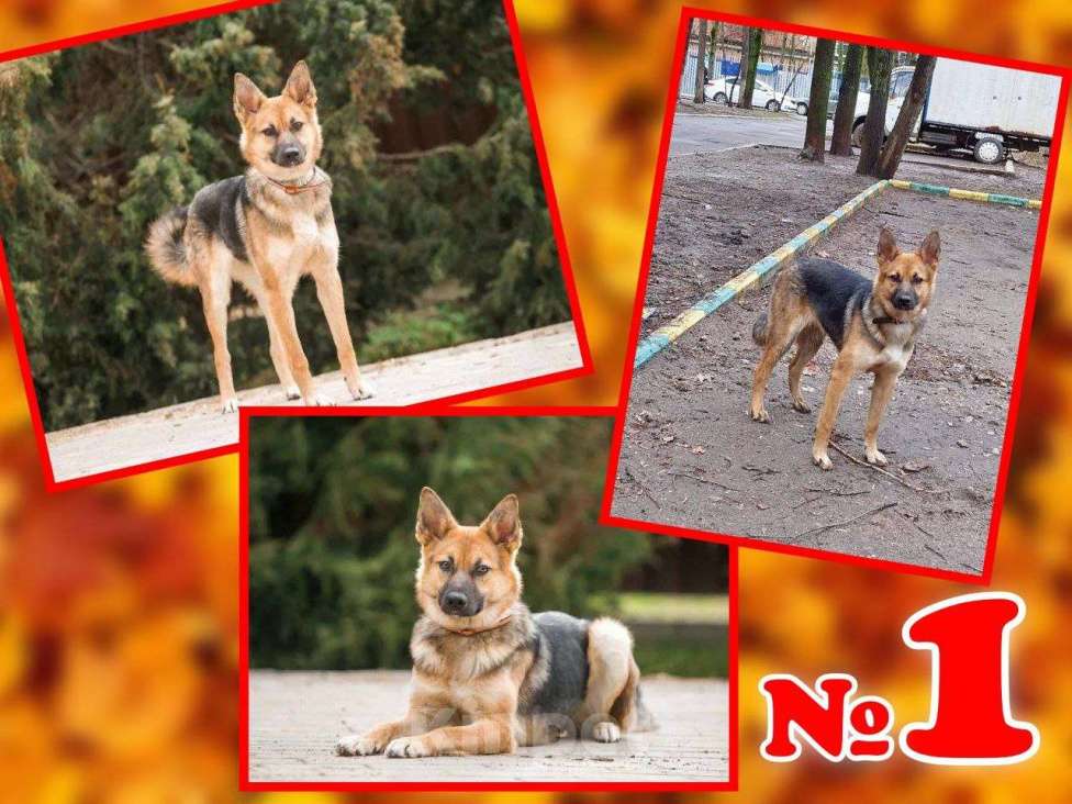 Собаки в Балашихе: Собачка Альма ищет лучший дом Девочка, Бесплатно - фото 1