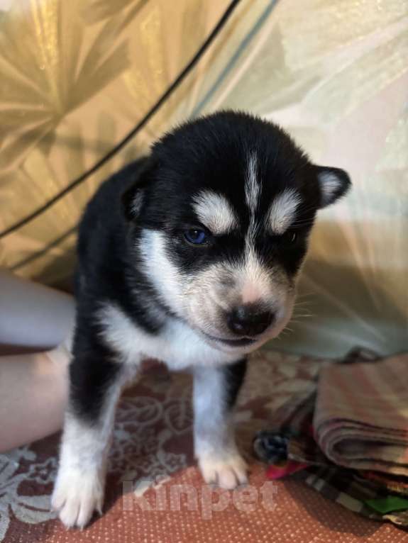 Собаки в Ярославле: Шенки сибирскикой хаски  Мальчик, 7 500 руб. - фото 5