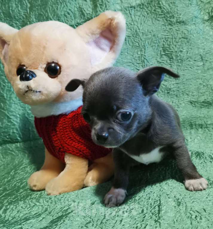 Собаки в Саранске: Щенки чихуахуа.  Мальчик, 30 000 руб. - фото 3