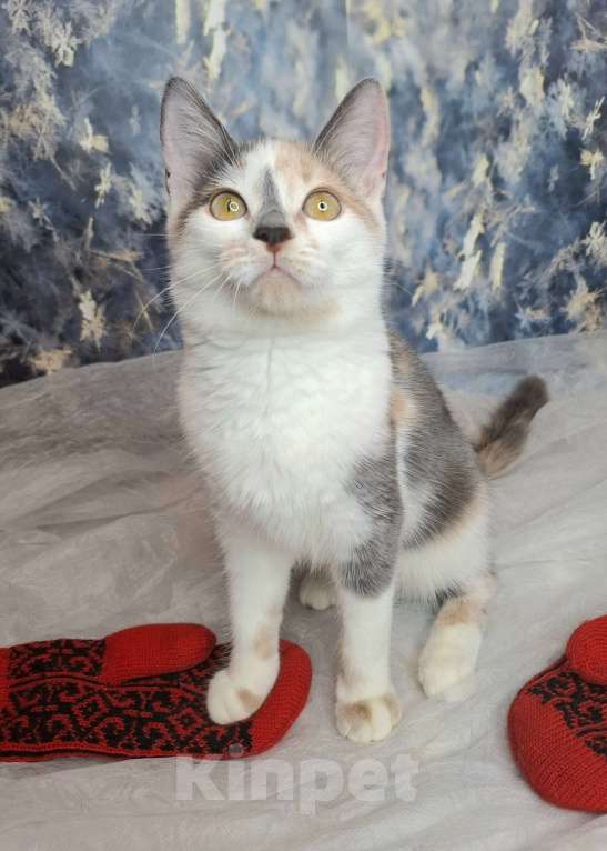 Кошки в Москве: Голубокремовый котёнок в добрые руки  Девочка, Бесплатно - фото 7