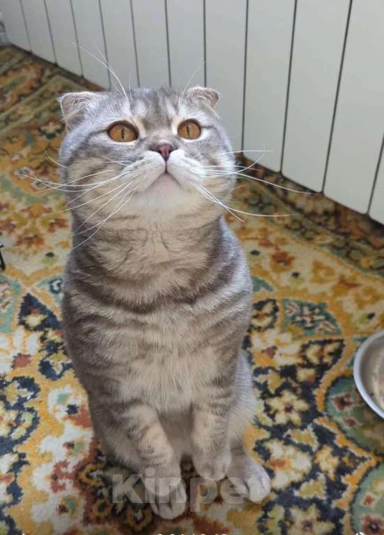 Кошки в Москве: Ищет дом плюшевый Зайка Мальчик, Бесплатно - фото 9