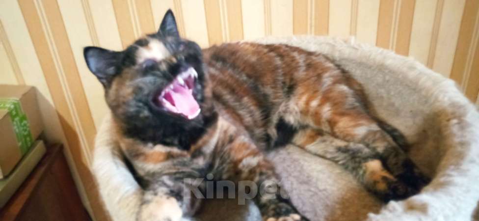 Кошки в Москве: Шотландская прямоухая кошечка Девочка, 1 000 руб. - фото 2