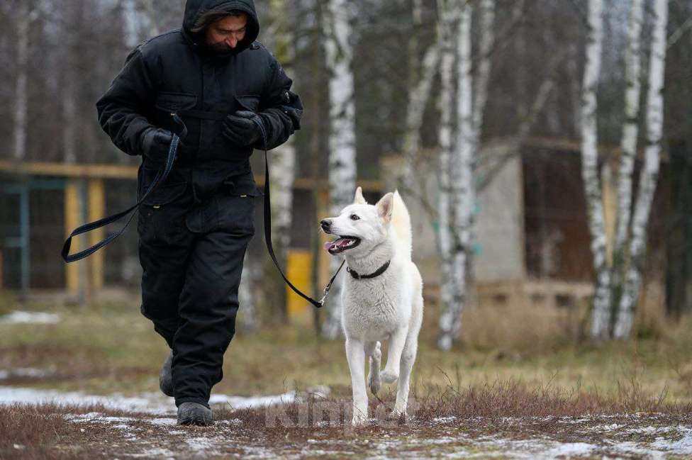 Собаки в Павловском Посаде: Вайт  Мальчик, Бесплатно - фото 6