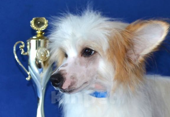 Собаки в Москве: Щенок китайской хохлатой собаки Мальчик, 20 000 руб. - фото 2