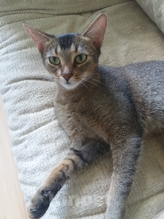 Кошки в Москве: Кошка Муся в самые добрые руки! Девочка, Бесплатно - фото 3