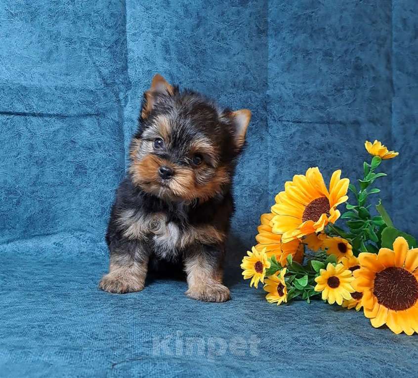 Собаки в Санкт-Петербурге: Йоркширский терьер мальчик Мальчик, 65 000 руб. - фото 1