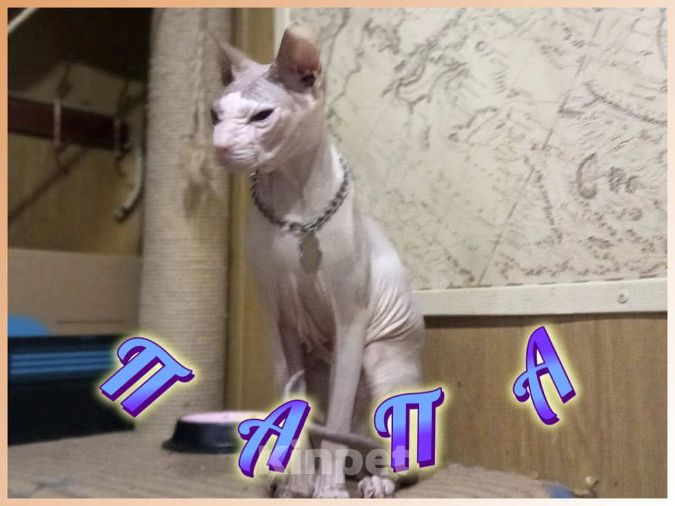 Кошки в Иркутске: Предлагаем коёнка донского сфинкса Девочка, 20 000 руб. - фото 8