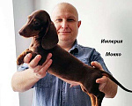 Собаки в Москве: Шоколадно Мраморные Стандартные Таксы Мальчик, 50 000 руб. - фото 2