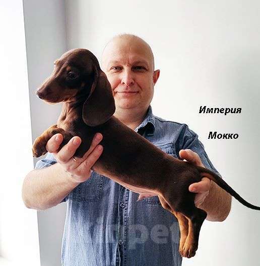 Собаки в Москве: Шоколадно Мраморные Стандартные Таксы Мальчик, 50 000 руб. - фото 2