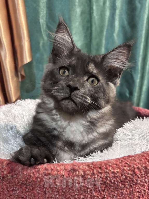 Кошки в Петергофе: Девулечка куночка  Девочка, 40 000 руб. - фото 4