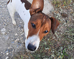 Собаки в Урюпинске: найден пес Мальчик, 1 руб. - фото 1