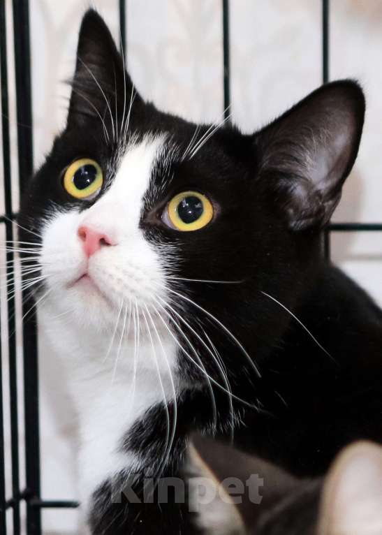 Кошки в Санкт-Петербурге: Степан Степашка Степочка трусишка Мальчик, Бесплатно - фото 5