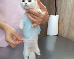 Кошки в Королеве: Шпулька в добрые руки Девочка, Бесплатно - фото 2