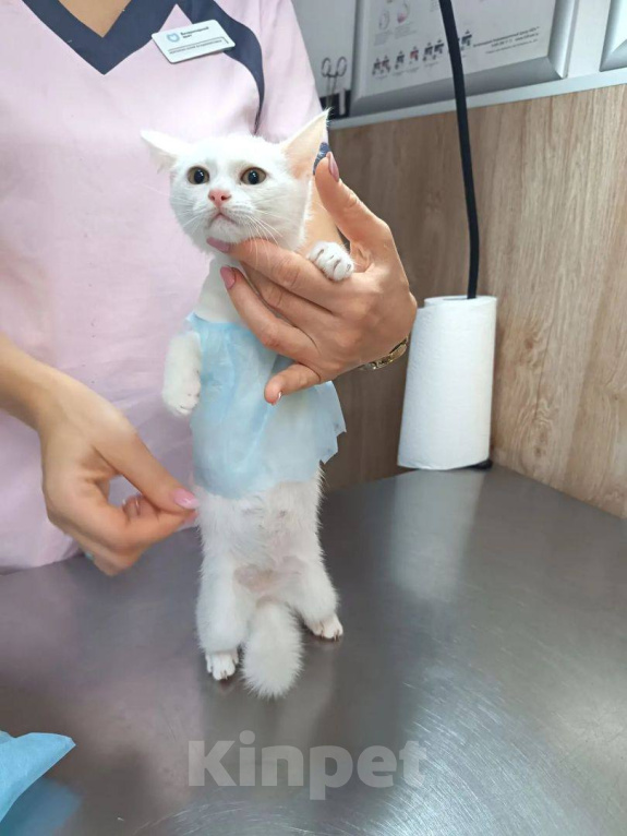Кошки в Королеве: Шпулька в добрые руки Девочка, Бесплатно - фото 2