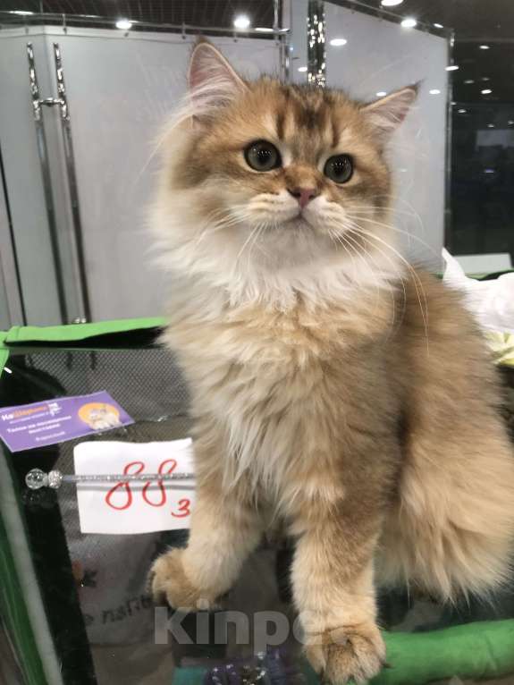 Кошки в Ореховом-Зуево: Британская длинношерстная золотая шиншилла Мальчик, 40 000 руб. - фото 2