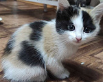 Кошки в Ангарске: котенок в добрые руки Девочка, Бесплатно - фото 1