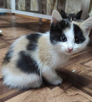 котенок в добрые руки