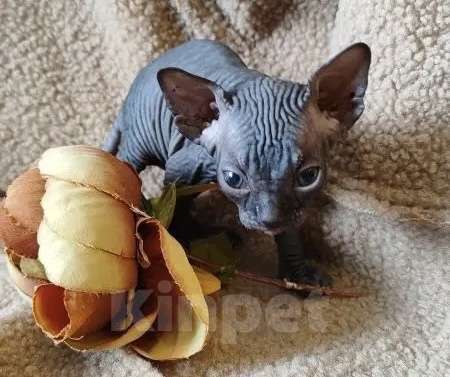 Кошки в Москве: Невероятная малышка канадского сфинкса Девочка, 35 000 руб. - фото 3