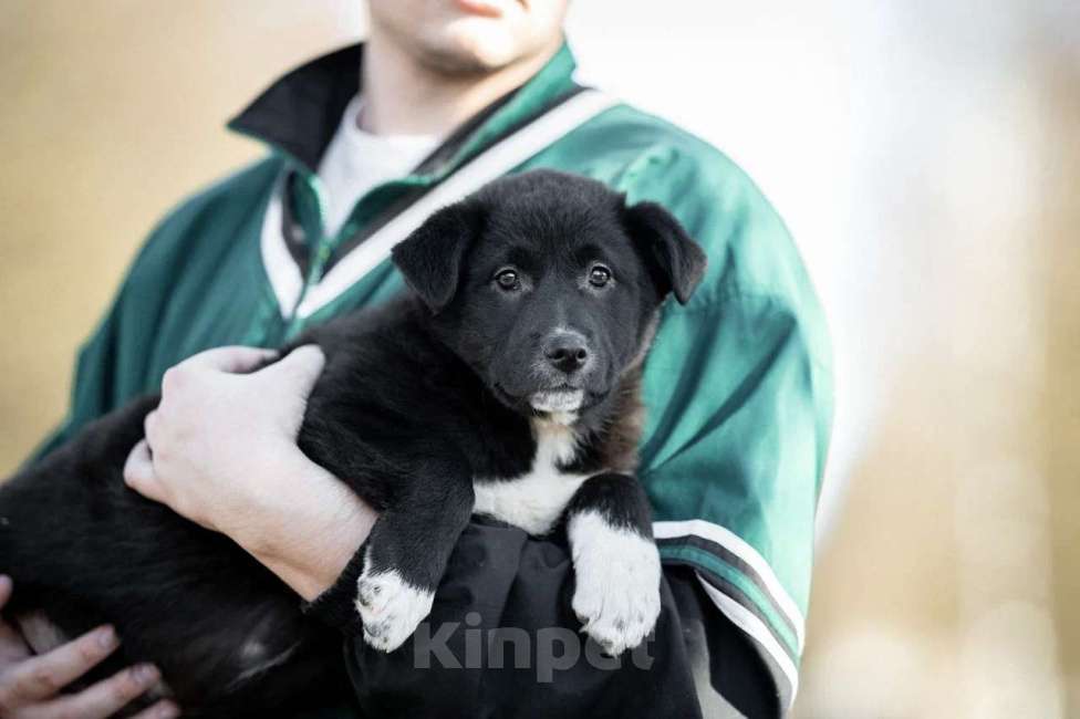 Собаки в Москве: Марко ищет дом  Мальчик, Бесплатно - фото 3