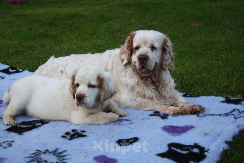 Собаки в Москве: Кламбер спаниель Мальчик, 100 000 руб. - фото 2