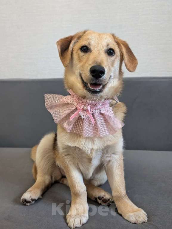 Собаки в Жуковском: Раф - щенок девочка из отлова Девочка, Бесплатно - фото 3