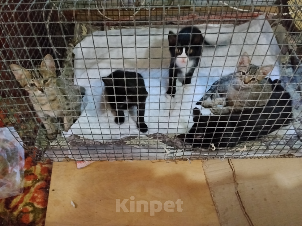 Кошки в других городах Ставропольского края: Отдам котят в добрые руки Мальчик, Бесплатно - фото 2