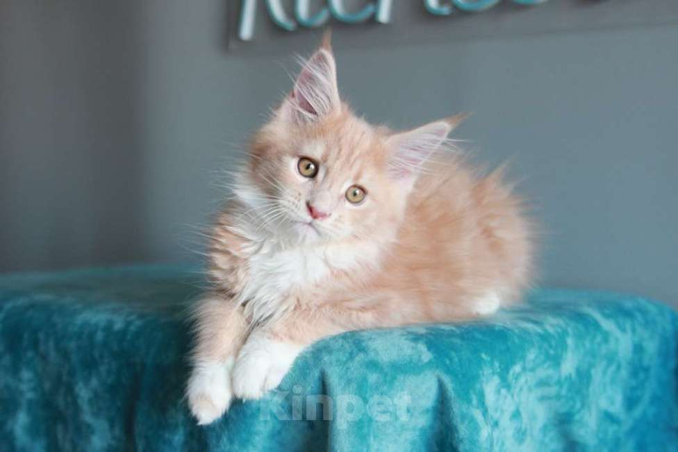 Кошки в Екатеринбурге: У всех хорошие,  а у нас лучшие. Котята мейн-кун Девочка, 15 000 руб. - фото 5