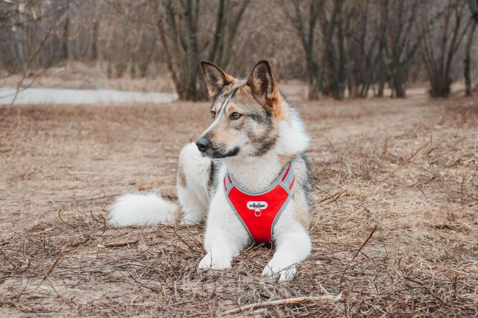 Собаки в Москве: Лайма - бывшедомашняя ласковая красавица из приюта в добрые руки  Девочка, Бесплатно - фото 8
