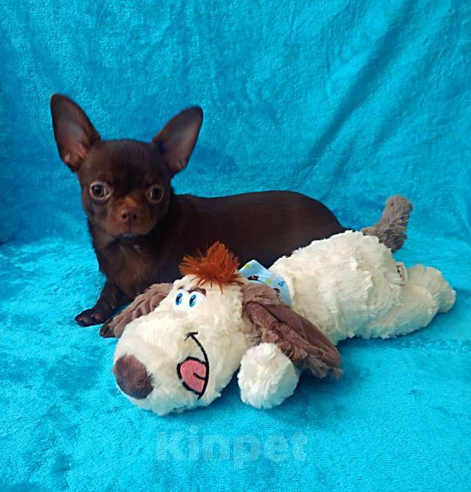 Собаки в Санкт-Петербурге: шоколадный мальчик 5 мес мелкий стандарт Мальчик, 27 000 руб. - фото 2