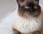 Кошки в Екатеринбурге: Кот Майкл ищет дом Мальчик, 1 руб. - фото 1
