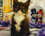 Кошки в Ливны: Леди Бабочка ( котята мейн кун ), 45 000 руб. - фото 3
