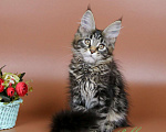 Кошки в Воронеже: Котята мейн-кун из питомника  Девочка, 55 000 руб. - фото 2
