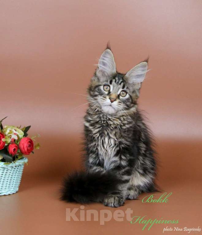 Кошки в Воронеже: Котята мейн-кун из питомника  Девочка, 55 000 руб. - фото 2