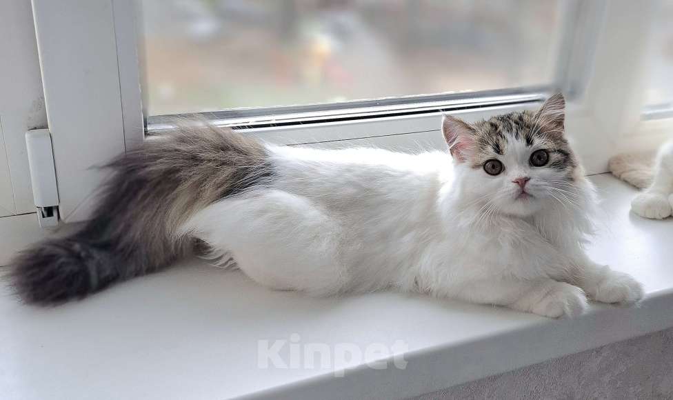 Кошки в Ярославле: Шотландская длинношерстная девочка  Девочка, 35 000 руб. - фото 3