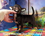 Собаки в Санкт-Петербурге: Чихуа вес 1,5 кг, бэби фейс,кобби тип,шоколад окрас Девочка, 120 000 руб. - фото 4