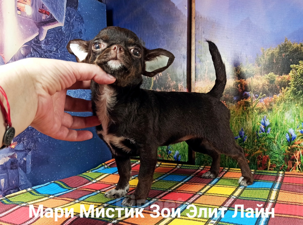 Собаки в Санкт-Петербурге: Чихуа вес 1,5 кг, бэби фейс,кобби тип,шоколад окрас Девочка, 120 000 руб. - фото 4