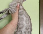 Кошки в Оренбурге: Бенгальский котенок снежный Мальчик, 35 000 руб. - фото 2