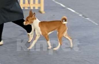 Собаки в Череповце: Щенки басенджи 15.01.2026 Девочка, Бесплатно - фото 1