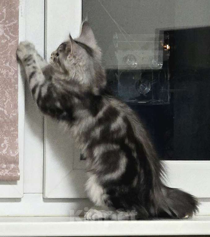 Кошки в Москве: Котята мейн-кун Девочка, 35 000 руб. - фото 2