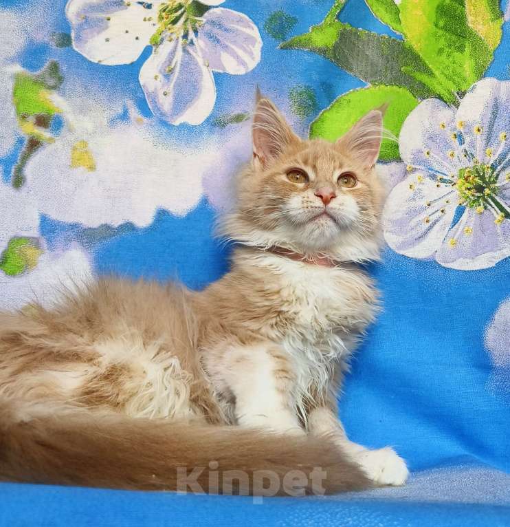 Кошки в Москве: Мейн-Кун полидакт. Девочка Девочка, 75 000 руб. - фото 6