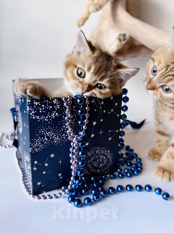 Кошки в Москве: Шотландский котик золотой тикированный  Мальчик, 28 000 руб. - фото 5