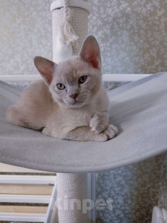 Кошки в Москве: Бурманские лиловые котята Разнополые, 70 000 руб. - фото 3