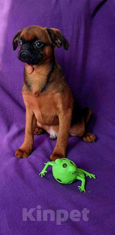 Собаки в Санкт-Петербурге: Рыжее солнышко Мальчик, 80 000 руб. - фото 1