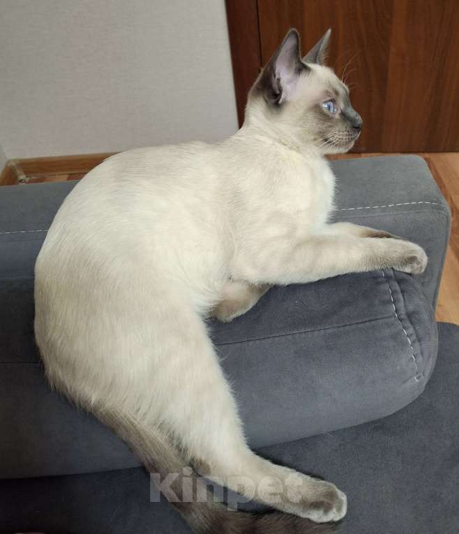 Кошки в Санкт-Петербурге: Тайский котенок Мальчик, 55 000 руб. - фото 5