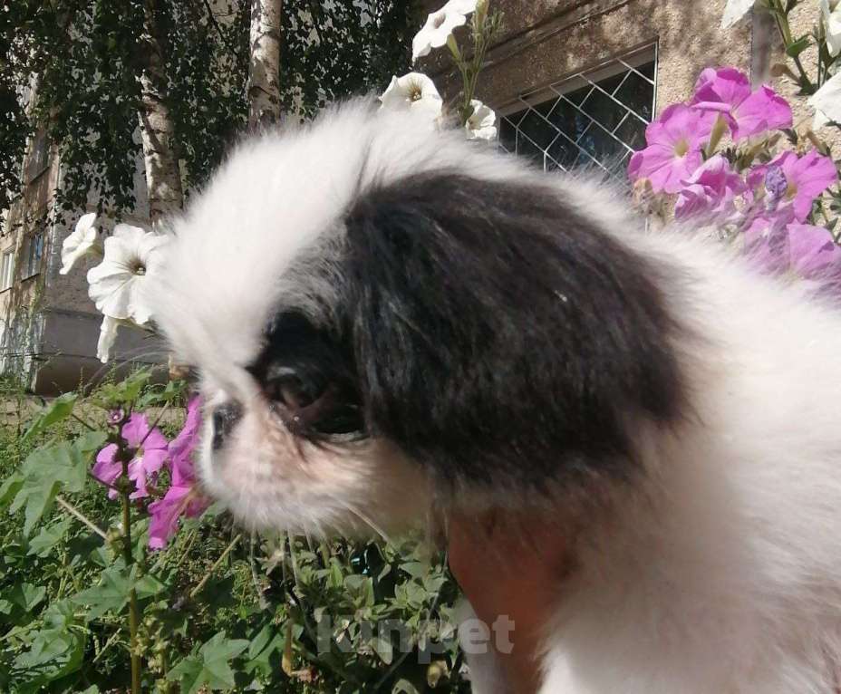 Собаки в Чите: Японский хин, маленький самурай Мальчик, 35 000 руб. - фото 3