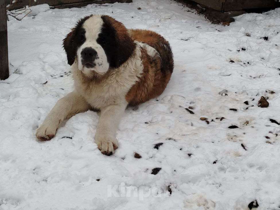 Собаки в Железногорске: Щенки сенбернара Девочка, 50 000 руб. - фото 10