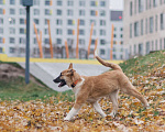 Собаки в Москве: Фрэнки ищет семью! Мальчик, Бесплатно - фото 2